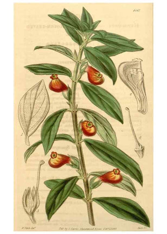 Reproducción/Reproduction 35250096065: Curtis's botanical magazine.. London ; New York [etc.] :Academic Press [etc.]