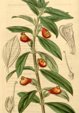 Reproducción/Reproduction 35250096065: Curtis's botanical magazine.. London ; New York [etc.] :Academic Press [etc.]