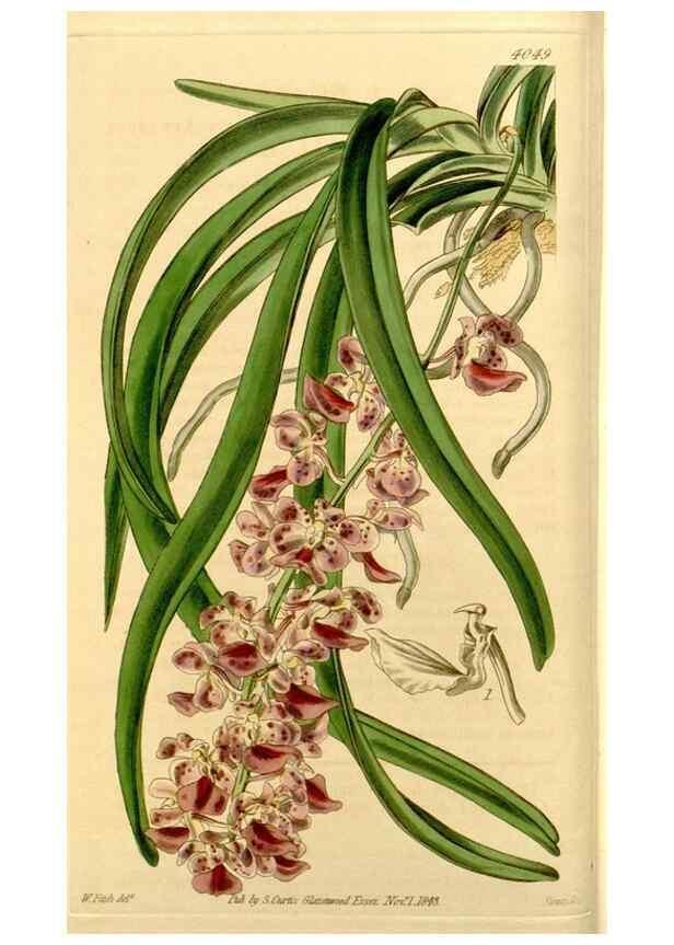 Reproducción/Reproduction 35250192805: Curtis's botanical magazine.. London ; New York [etc.] :Academic Press [etc.]