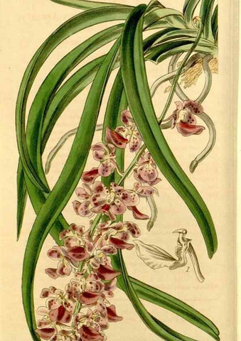 Reproducción/Reproduction 35250192805: Curtis's botanical magazine.. London ; New York [etc.] :Academic Press [etc.]