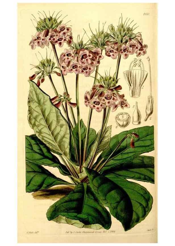 Reproducción/Reproduction 34441377473: Curtis's botanical magazine.. London ; New York [etc.] :Academic Press [etc.]