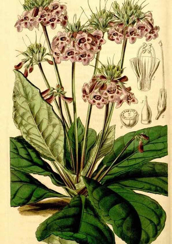 Reproducción/Reproduction 34441377473: Curtis's botanical magazine.. London ; New York [etc.] :Academic Press [etc.]