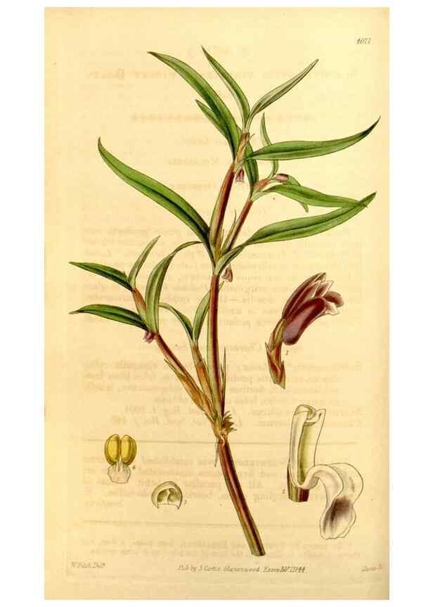 Reproducción/Reproduction 34441380383: Curtis's botanical magazine.. London ; New York [etc.] :Academic Press [etc.]