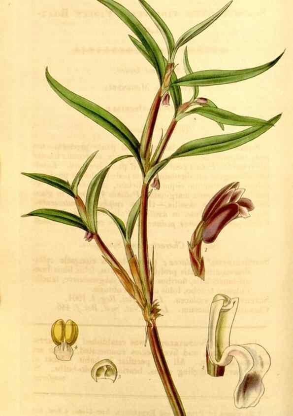 Reproducción/Reproduction 34441380383: Curtis's botanical magazine.. London ; New York [etc.] :Academic Press [etc.]