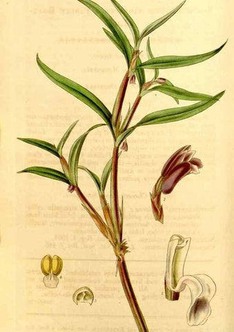 Reproducción/Reproduction 34441380383: Curtis's botanical magazine.. London ; New York [etc.] :Academic Press [etc.]