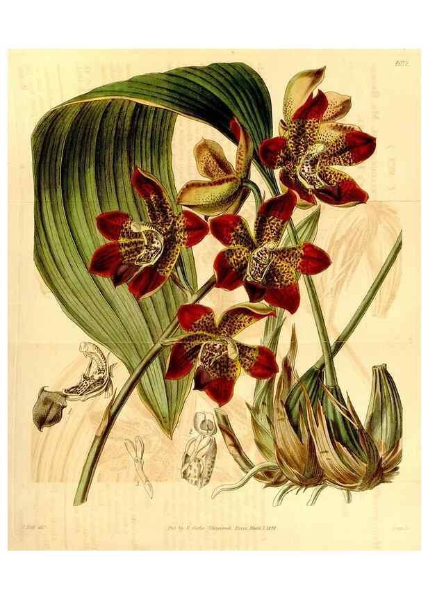 Reproducción/Reproduction 34441382213: Curtis's botanical magazine.. London ; New York [etc.] :Academic Press [etc.]