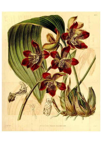 Reproducción/Reproduction 34441382213: Curtis's botanical magazine.. London ; New York [etc.] :Academic Press [etc.]