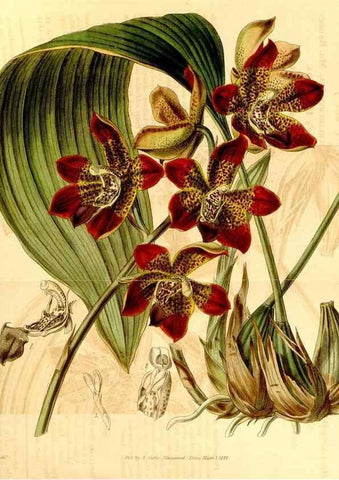Reproducción/Reproduction 34441382213: Curtis's botanical magazine.. London ; New York [etc.] :Academic Press [etc.]