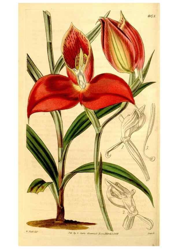 Reproducción/Reproduction 34441384093: Curtis's botanical magazine.. London ; New York [etc.] :Academic Press [etc.]