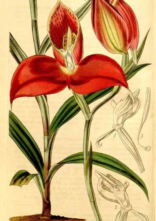 Reproducción/Reproduction 34441384093: Curtis's botanical magazine.. London ; New York [etc.] :Academic Press [etc.]
