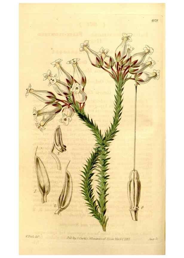 Reproducción/Reproduction 34441386313: Curtis's botanical magazine.. London ; New York [etc.] :Academic Press [etc.]