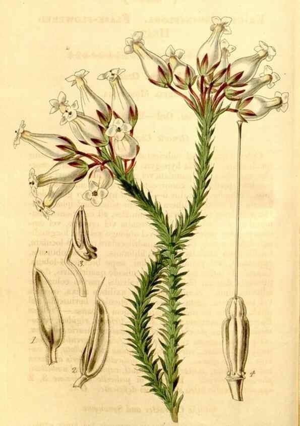 Reproducción/Reproduction 34441386313: Curtis's botanical magazine.. London ; New York [etc.] :Academic Press [etc.]