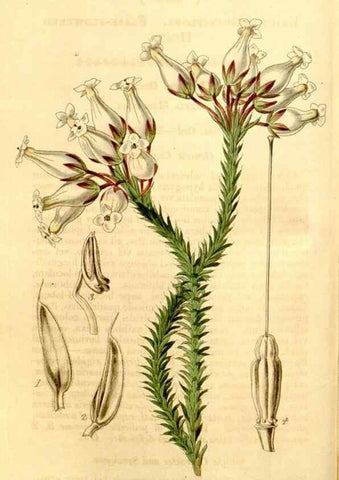Reproducción/Reproduction 34441386313: Curtis's botanical magazine.. London ; New York [etc.] :Academic Press [etc.]