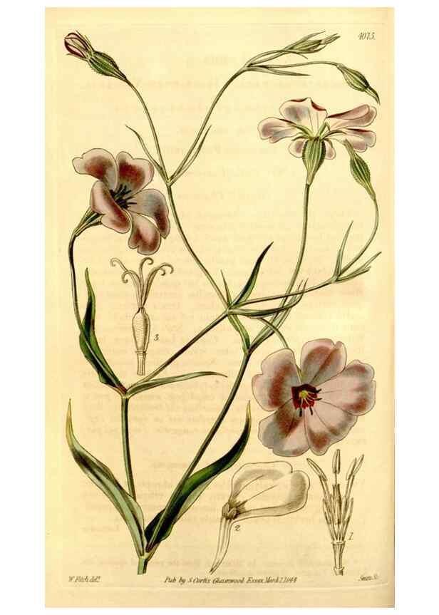 Reproducción/Reproduction 35210483696: Curtis's botanical magazine.. London ; New York [etc.] :Academic Press [etc.]