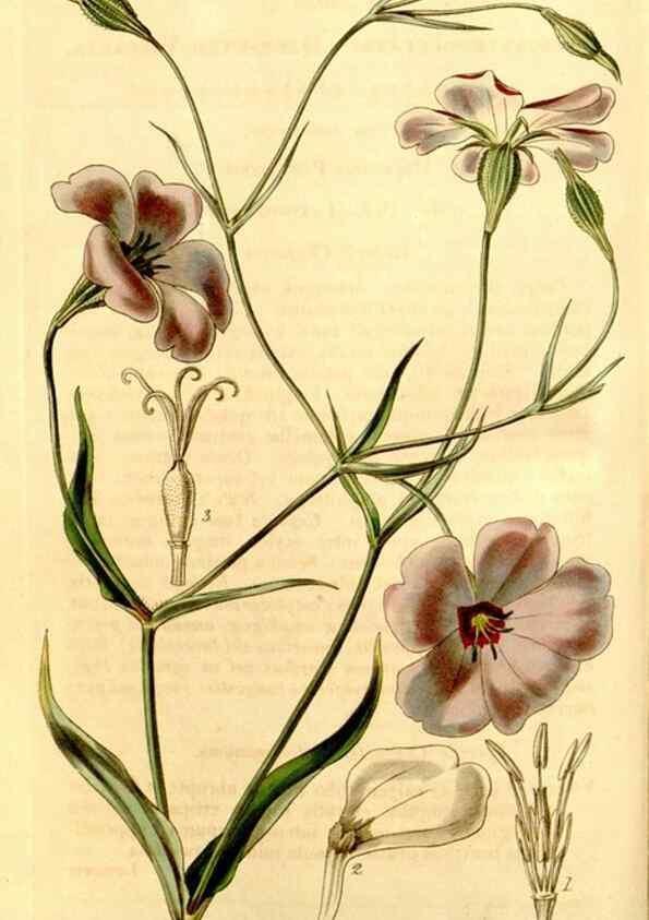 Reproducción/Reproduction 35210483696: Curtis's botanical magazine.. London ; New York [etc.] :Academic Press [etc.]