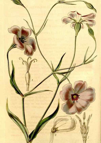 Reproducción/Reproduction 35210483696: Curtis's botanical magazine.. London ; New York [etc.] :Academic Press [etc.]
