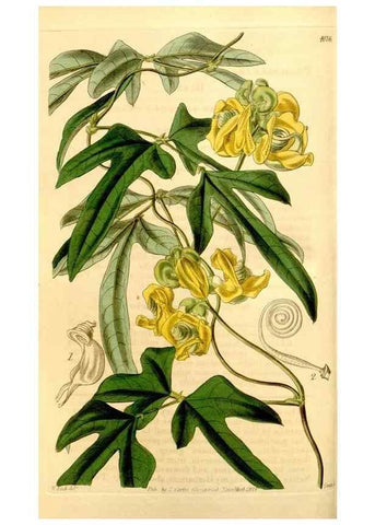 Reproducción/Reproduction 35210485916: Curtis's botanical magazine.. London ; New York [etc.] :Academic Press [etc.]