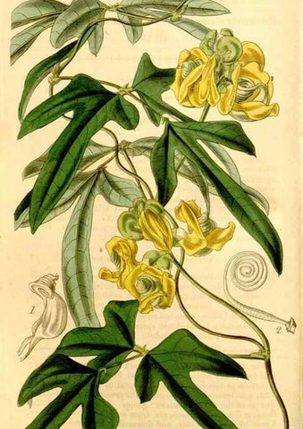 Reproducción/Reproduction 35210485916: Curtis's botanical magazine.. London ; New York [etc.] :Academic Press [etc.]