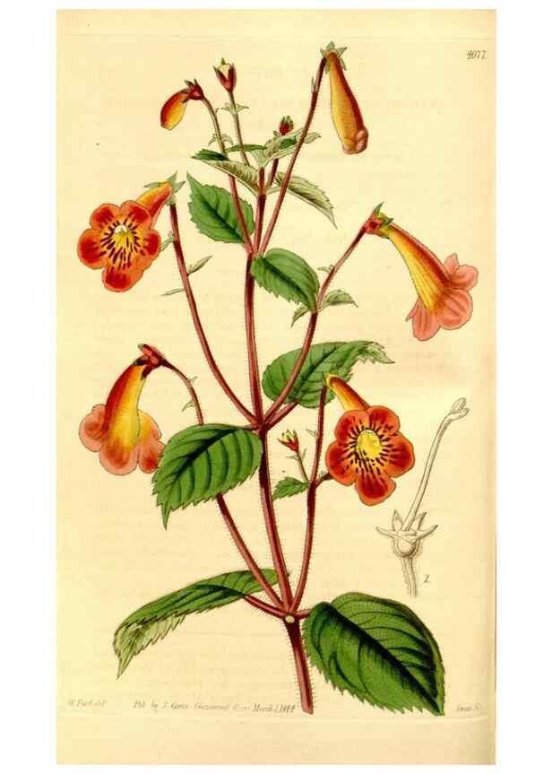 Reproducción/Reproduction 34863256900: Curtis's botanical magazine.. London ; New York [etc.] :Academic Press [etc.]