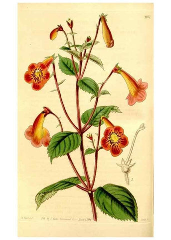 Reproducción/Reproduction 34863256900: Curtis's botanical magazine.. London ; New York [etc.] :Academic Press [etc.]