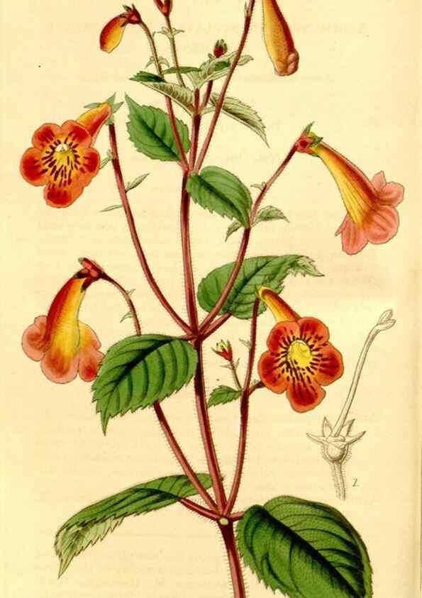 Reproducción/Reproduction 34863256900: Curtis's botanical magazine.. London ; New York [etc.] :Academic Press [etc.]