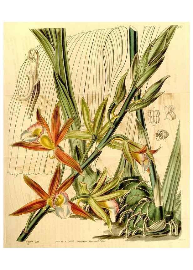 Reproducción/Reproduction 34863259080: Curtis's botanical magazine.. London ; New York [etc.] :Academic Press [etc.]