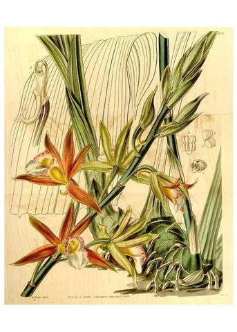Reproducción/Reproduction 34863259080: Curtis's botanical magazine.. London ; New York [etc.] :Academic Press [etc.]