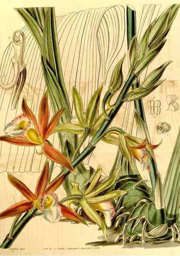 Reproducción/Reproduction 34863259080: Curtis's botanical magazine.. London ; New York [etc.] :Academic Press [etc.]