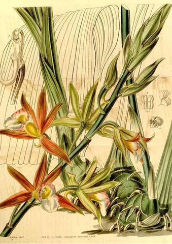 Reproducción/Reproduction 34863259080: Curtis's botanical magazine.. London ; New York [etc.] :Academic Press [etc.]