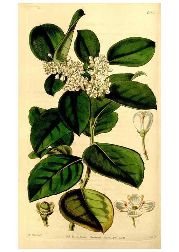 Reproducción/Reproduction 35250274895: Curtis's botanical magazine.. London ; New York [etc.] :Academic Press [etc.]