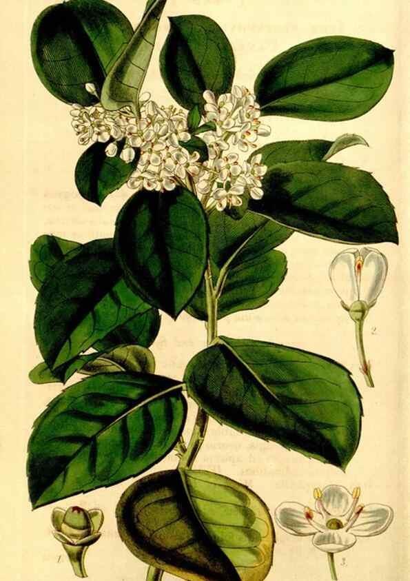 Reproducción/Reproduction 35250274895: Curtis's botanical magazine.. London ; New York [etc.] :Academic Press [etc.]