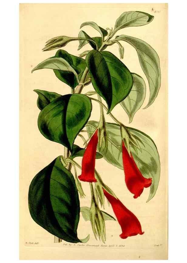 Reproducción/Reproduction 35250277075: Curtis's botanical magazine.. London ; New York [etc.] :Academic Press [etc.]