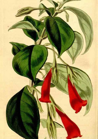 Reproducción/Reproduction 35250277075: Curtis's botanical magazine.. London ; New York [etc.] :Academic Press [etc.]
