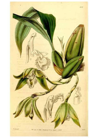 Reproducción/Reproduction 35120617811: Curtis's botanical magazine.. London ; New York [etc.] :Academic Press [etc.]