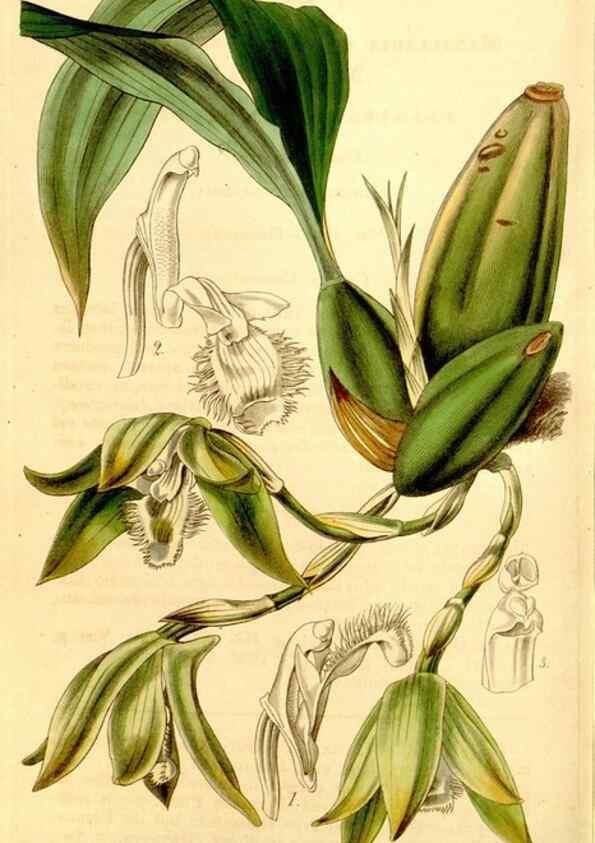 Reproducción/Reproduction 35120617811: Curtis's botanical magazine.. London ; New York [etc.] :Academic Press [etc.]