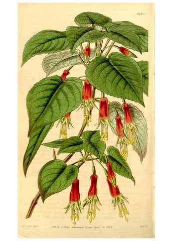 Reproducción/Reproduction 35120619661: Curtis's botanical magazine.. London ; New York [etc.] :Academic Press [etc.]