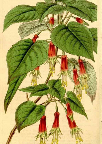 Reproducción/Reproduction 35120619661: Curtis's botanical magazine.. London ; New York [etc.] :Academic Press [etc.]
