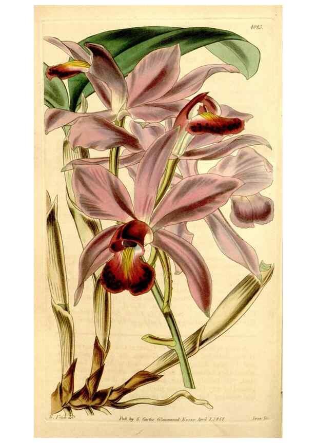 Reproducción/Reproduction 35210505846: Curtis's botanical magazine.. London ; New York [etc.] :Academic Press [etc.]