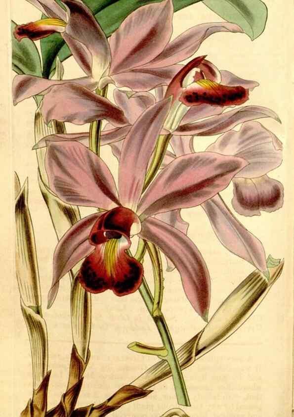 Reproducción/Reproduction 35210505846: Curtis's botanical magazine.. London ; New York [etc.] :Academic Press [etc.]