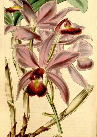 Reproducción/Reproduction 35210505846: Curtis's botanical magazine.. London ; New York [etc.] :Academic Press [etc.]