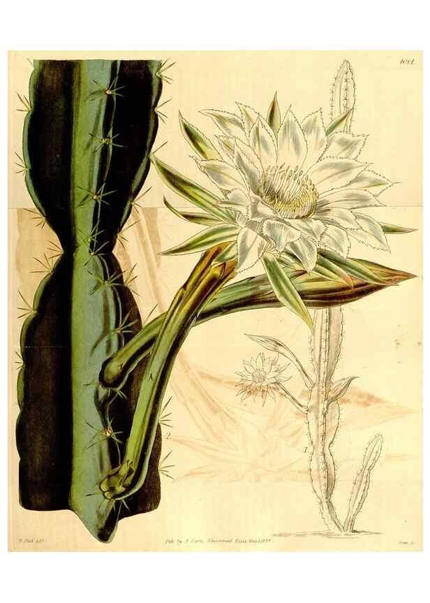 Reproducción/Reproduction 35210510446: Curtis's botanical magazine.. London ; New York [etc.] :Academic Press [etc.]