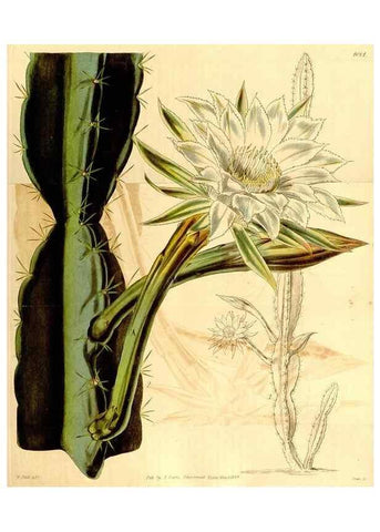 Reproducción/Reproduction 35210510446: Curtis's botanical magazine.. London ; New York [etc.] :Academic Press [etc.]