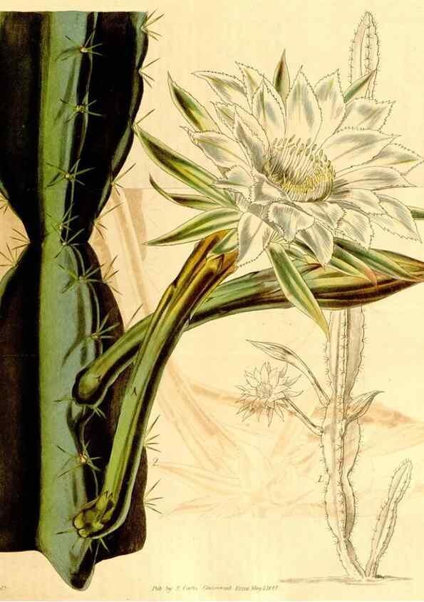 Reproducción/Reproduction 35210510446: Curtis's botanical magazine.. London ; New York [etc.] :Academic Press [etc.]