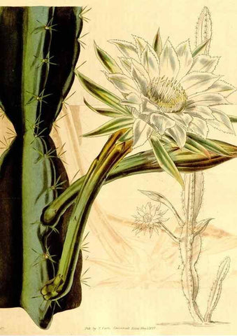 Reproducción/Reproduction 35210510446: Curtis's botanical magazine.. London ; New York [etc.] :Academic Press [etc.]