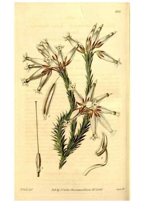 Reproducción/Reproduction 34441375213: Curtis's botanical magazine.. London ; New York [etc.] :Academic Press [etc.]