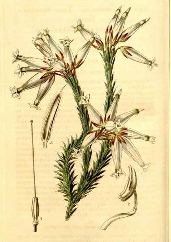 Reproducción/Reproduction 34441375213: Curtis's botanical magazine.. London ; New York [etc.] :Academic Press [etc.]