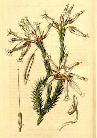 Reproducción/Reproduction 34441375213: Curtis's botanical magazine.. London ; New York [etc.] :Academic Press [etc.]