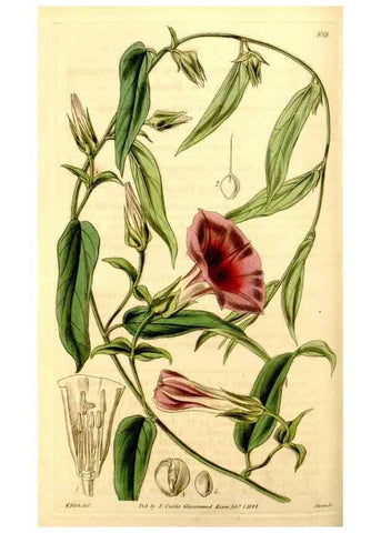 Reproducción/Reproduction 34406370514: Curtis's botanical magazine.. London ; New York [etc.] :Academic Press [etc.]