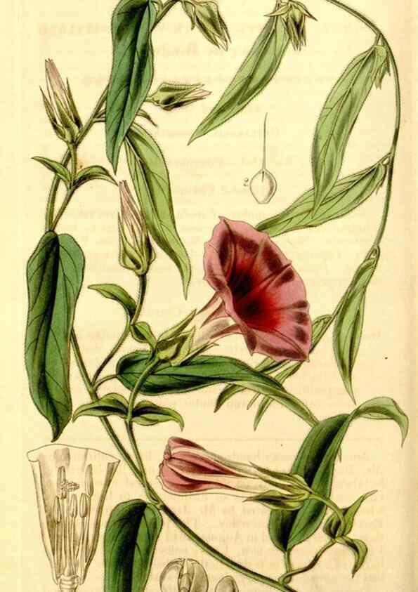 Reproducción/Reproduction 34406370514: Curtis's botanical magazine.. London ; New York [etc.] :Academic Press [etc.]