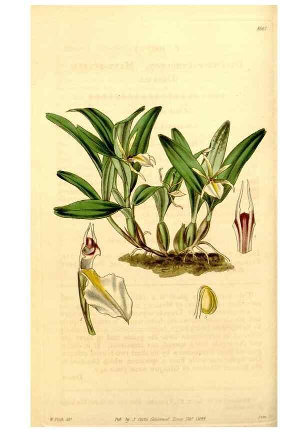Reproducción/Reproduction 35250244165: Curtis's botanical magazine.. London ; New York [etc.] :Academic Press [etc.]